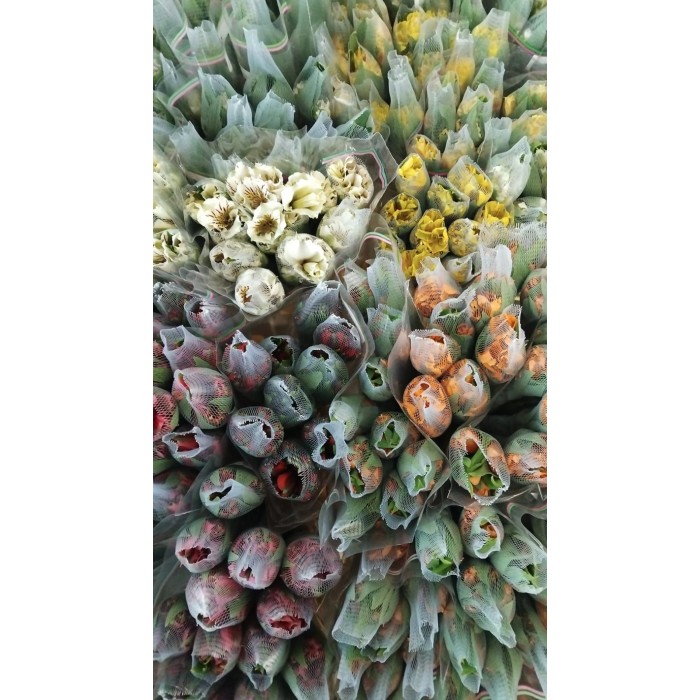 FLOR, ALSTROEMERIA (selec) paq. x10 tg