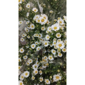 FLOR, ASTER CASSY  X5 tiges. blanc