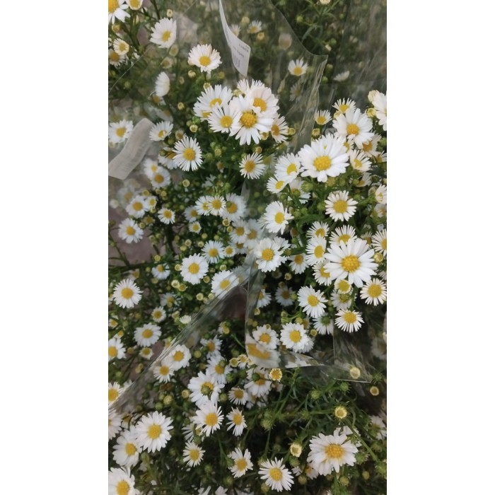 FLOR, ASTER CASSY  X5 tiges. blanc