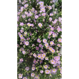 FLOR, ASTER CLAUDIA  x10 tiges, rosa.