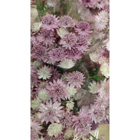 FLOR, ASTRANTIA ROMA 60cm. x10 morada