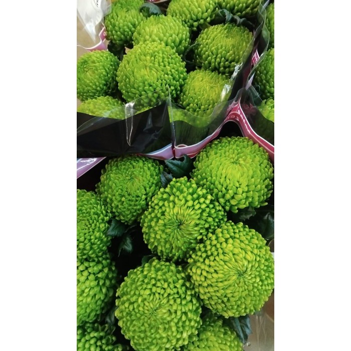 FLOR, CHRISANTHEM,  ALEMANI x 10 tiges.