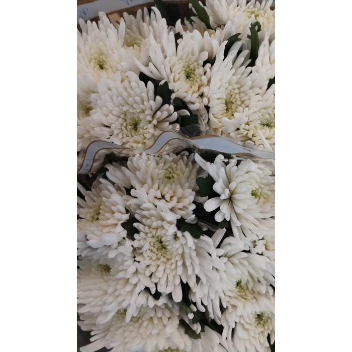 FLOR, CHRISANTHEM, ANASTASIA BLANC x 10 tiges