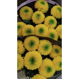 FLOR, CHRISANTHEM, BRASILIANA x10 tiges.