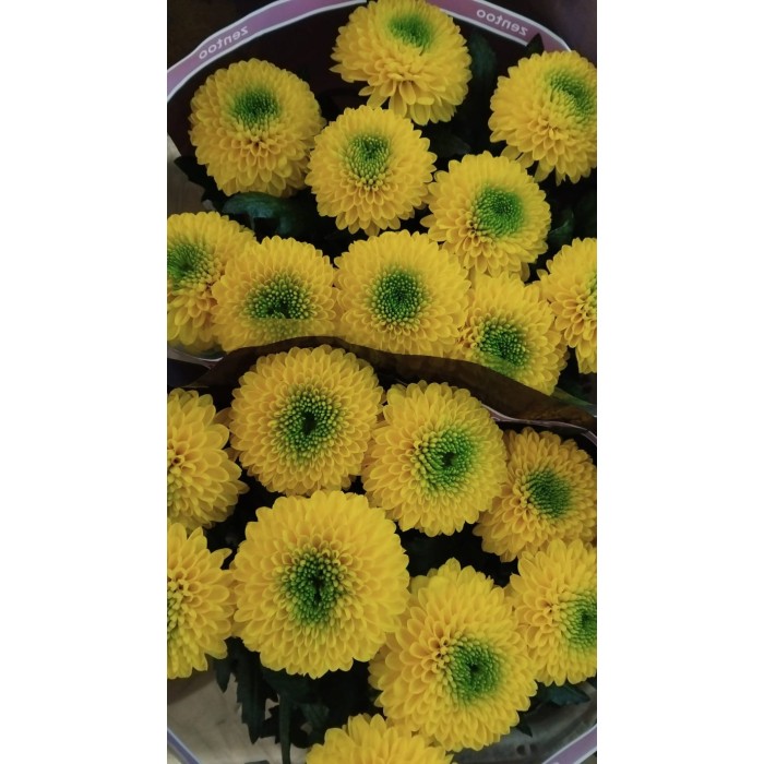 FLOR, CHRISANTHEM, BRASILIANA x10 tiges.