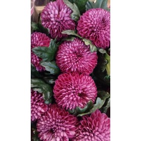 FLOR, CHRISANTHEM,  ANASTASIA MIX x 10 tiges