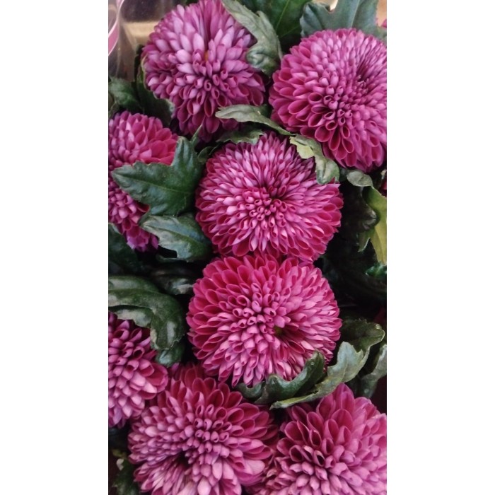 FLOR, CHRISANTHEM,  ANASTASIA MIX x 10 tiges
