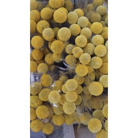 FLOR, CRASPEDIA 70cm. paq.x 10 tiges,extra.