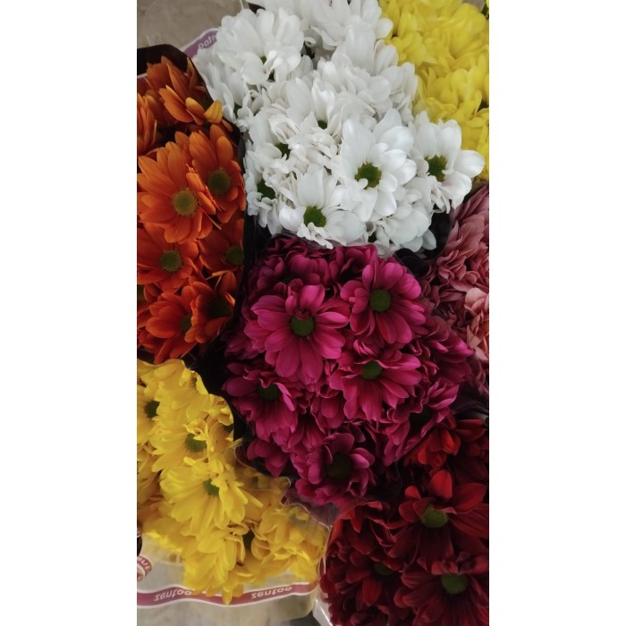 FLOR, CHRISANTHEM,  HOLANDA x5 tiges
