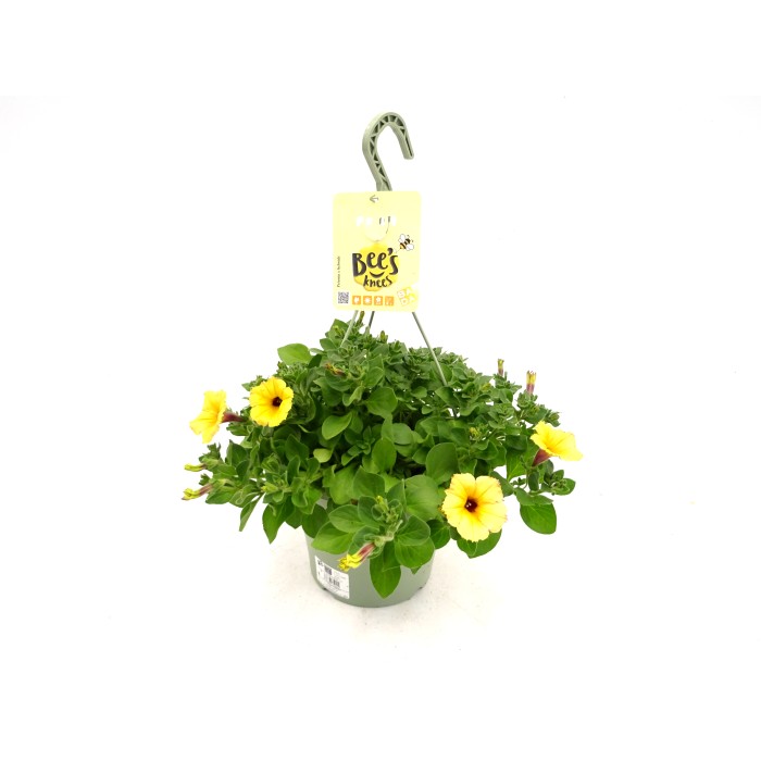 PETUNIA BEES KNEES T23
