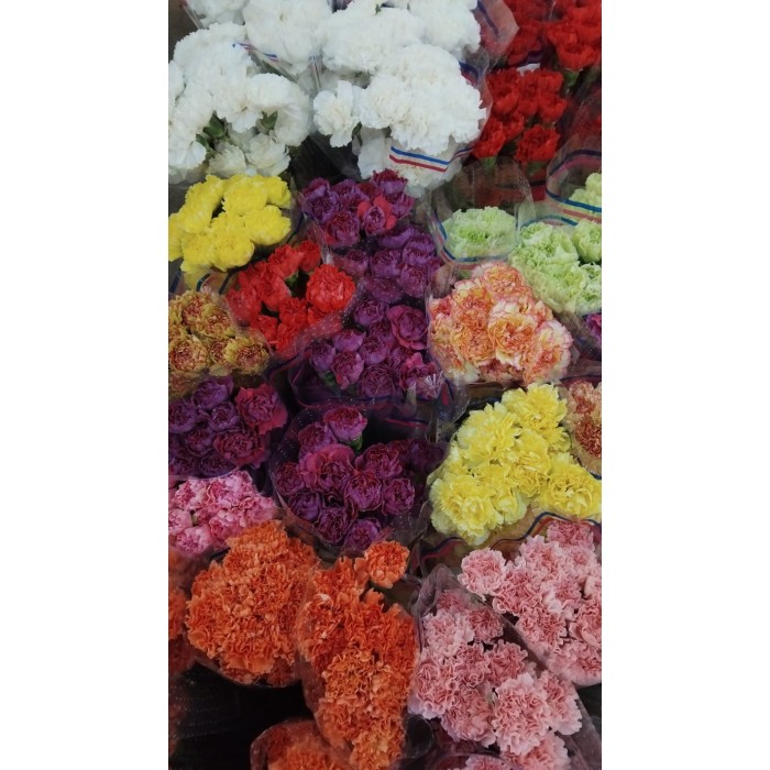 FLOR, CLAVELL COLOMBIA FANCY(paq x20)