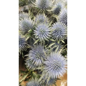 FLOR, ERYNG MAGNETAR QSTAR 60cm.x 5 tiges.