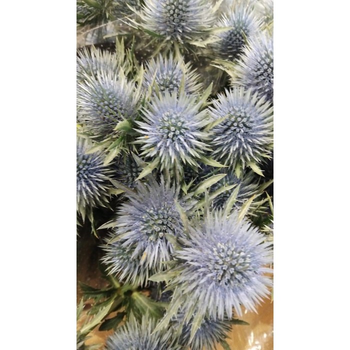 FLOR, ERYNG MAGNETAR QSTAR 60cm.x 5 tiges.