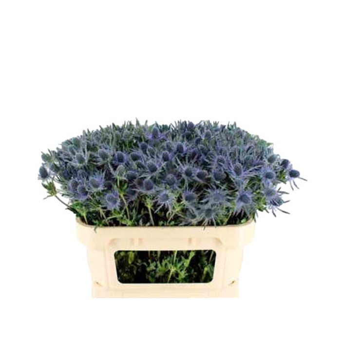FLOR, ERYNG BLUE DINAMITA 60cm. paq.x 10 tiges.