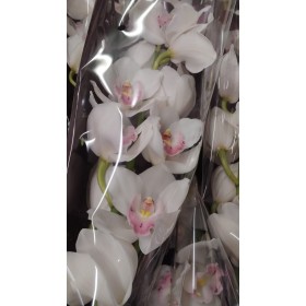 FLOR, CYMBIDIUM x9 MIX preu vara