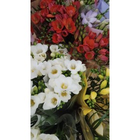 FLOR, FREESIA MIX x10 tiges