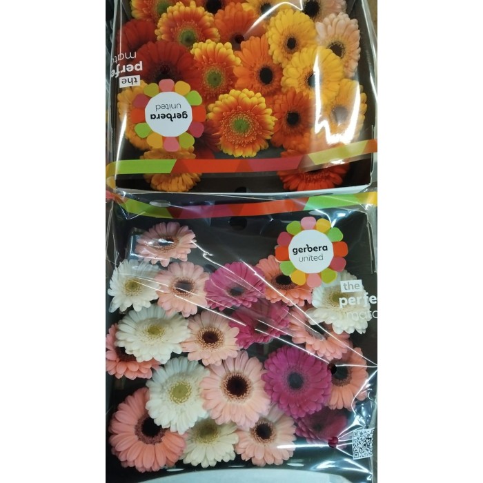 FLOR, GERMINI Ho. X 20 tiges.