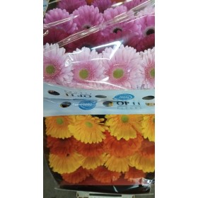 FLOR, GERBERA HO. RAQUETA x15 tiges.