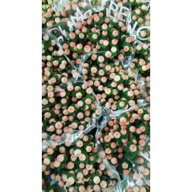 FLOR, HYPERICUM COCO TIAMO 60cm. x10 tiges