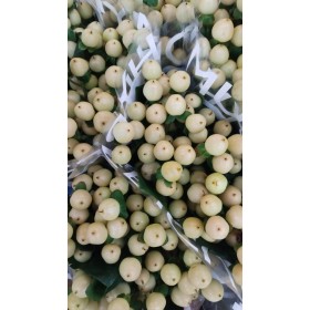 FLOR, HYPERICUM COCO GELATO 60cm. x10 tig vermell