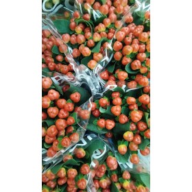 FLOR, HYPERICUM COCO TANGO 50cm. x10 tig.