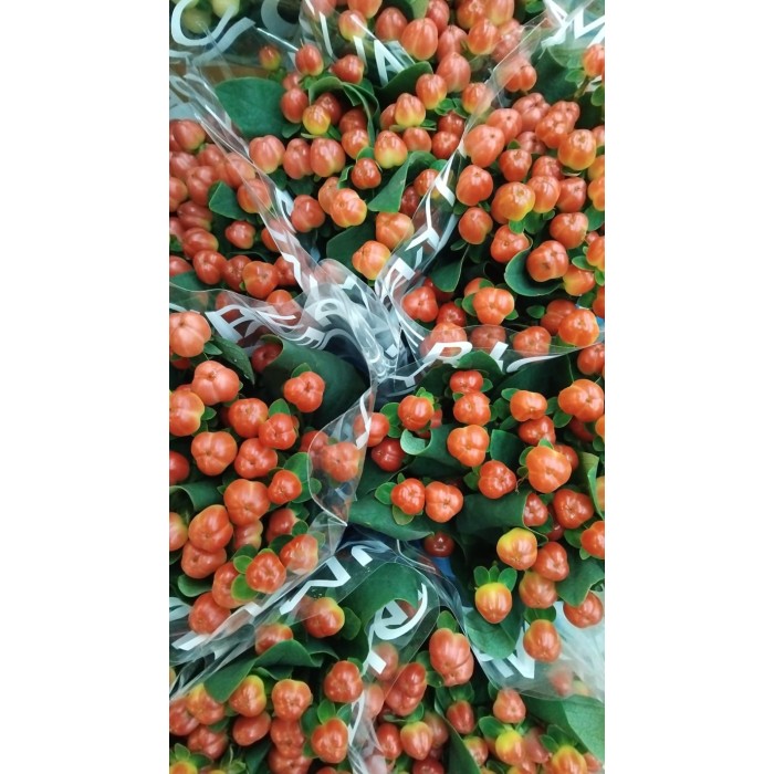 FLOR, HYPERICUM COCO TANGO 70cm. x10 tig.