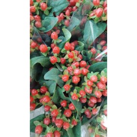 FLOR, HYPERICUM MAGIC TRIUMPH 70cm. paq.x10 rojo