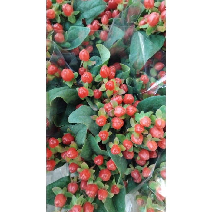 FLOR, HYPERICUM MAGIC TRIUMPH 70cm. paq.x10 rojo