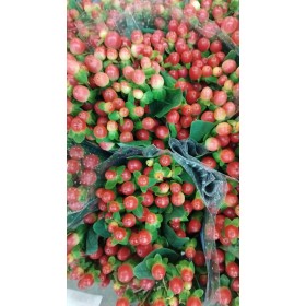 FLOR, HYPERICUM TOMATO FLAYR 50cm. x10 tiges