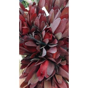 FLOR, LEUCADENDRON SAFARI 80CM  x10 tiges.