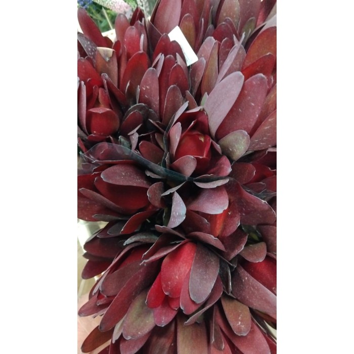 FLOR, LEUCADENDRON SAFARI 80CM  x10 tiges.