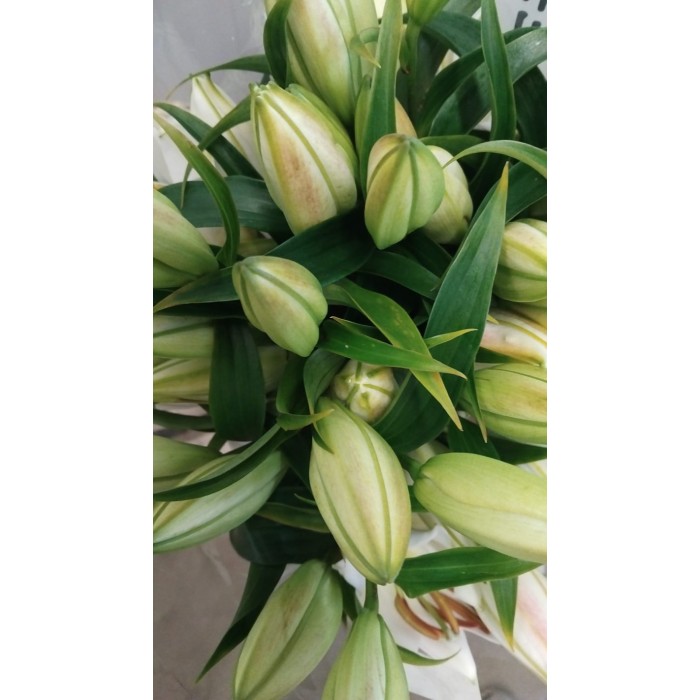 FLOR, LILIUM ORIENTAL BLANC 100cm. x10 EXTRA