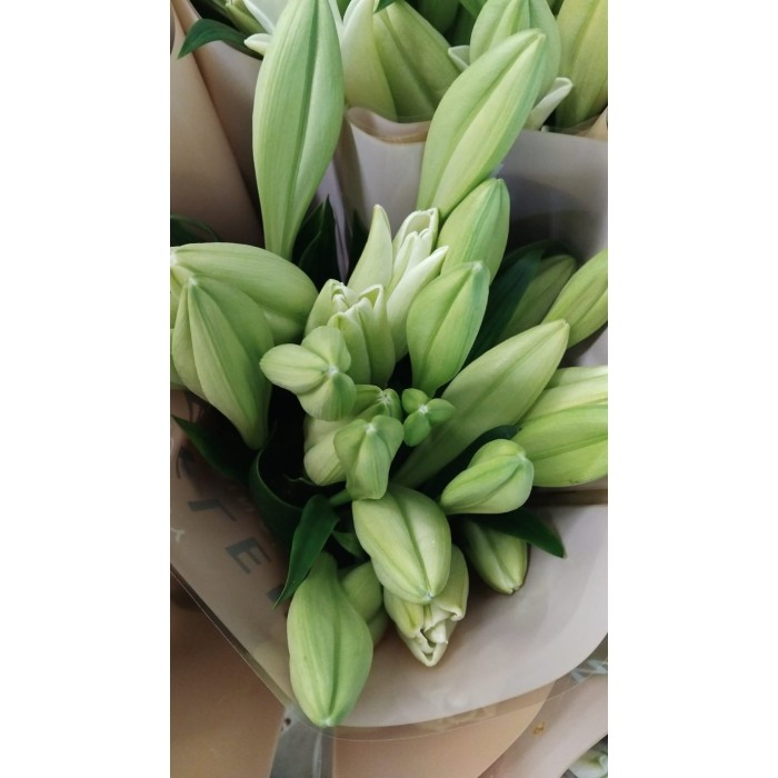 FLOR, LILIUM LONGUIFLORUM WATCH UP. paq.x10 tiges