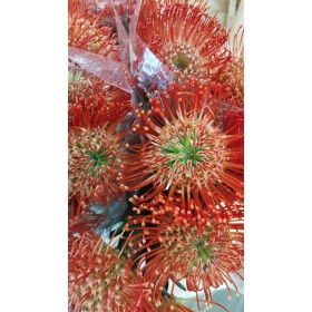 FLOR, NUTAN TANGO 70cm, paquet x 5 tiges