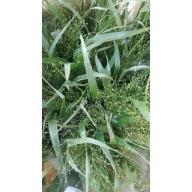 FLOR, PANIC FOUNTAIN 70cm. x10 tiges