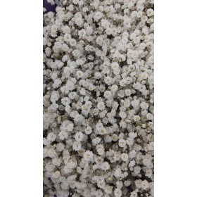 FLOR, PANICULATA EQUADOR (EXCELENT) 750gr.