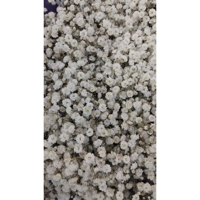 FLOR, PANICULATA EQUADOR (EXCELENT) 750gr.