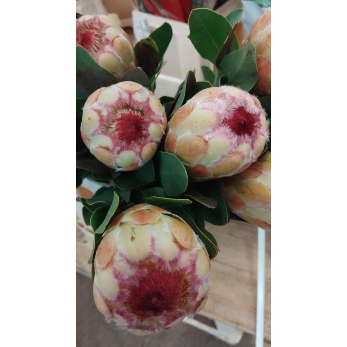 FLOR, PROTEA GRANDICOLOR 50 cm cx 1 tija