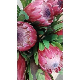 FLOR, PROTEA RED ICE 60cm. x1 tija