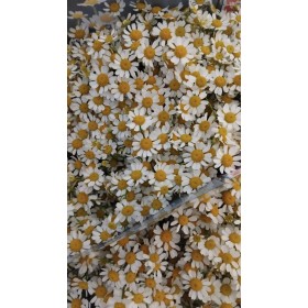 FLOR, TANA PA PURE KANILE 60cm. x5 tiges.