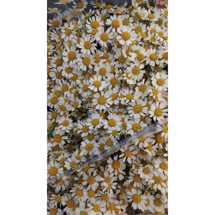 FLOR, TANA PA PURE KANILE 60cm. x5 tiges.