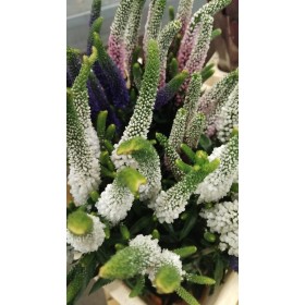 FLOR, VERONICA 60cm MIX, paquet x10 tiges.