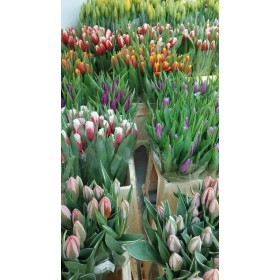FLOR, TULIPA EXTRA (paquet x10)
