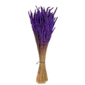 F.SECA, LAVANDULA ANGUS.(tenyida)