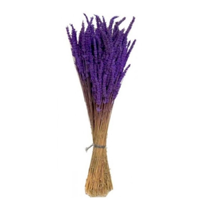 F.SECA, LAVANDULA ANGUS.(tenyida)