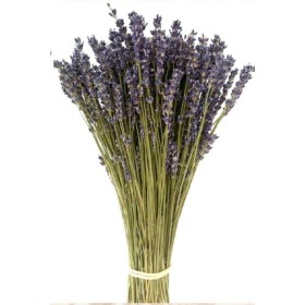 F.SECA, LAVANDULA BLUE SECA 40CM KRAFT