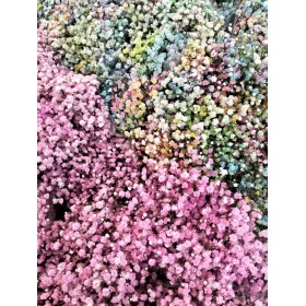 FLOR, PANICULATA PINTADA  750 grams.