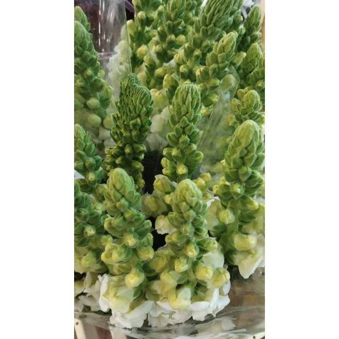 FLOR, ANTIRRINUM paq.x10 tiges.