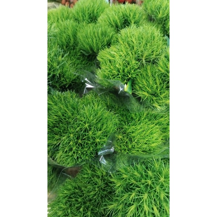 FLOR, DIANTHUS GREEN TRICK 60cm x10 tiges
