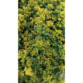 FLOR, SOLIDAGO paq. x25 tiges.